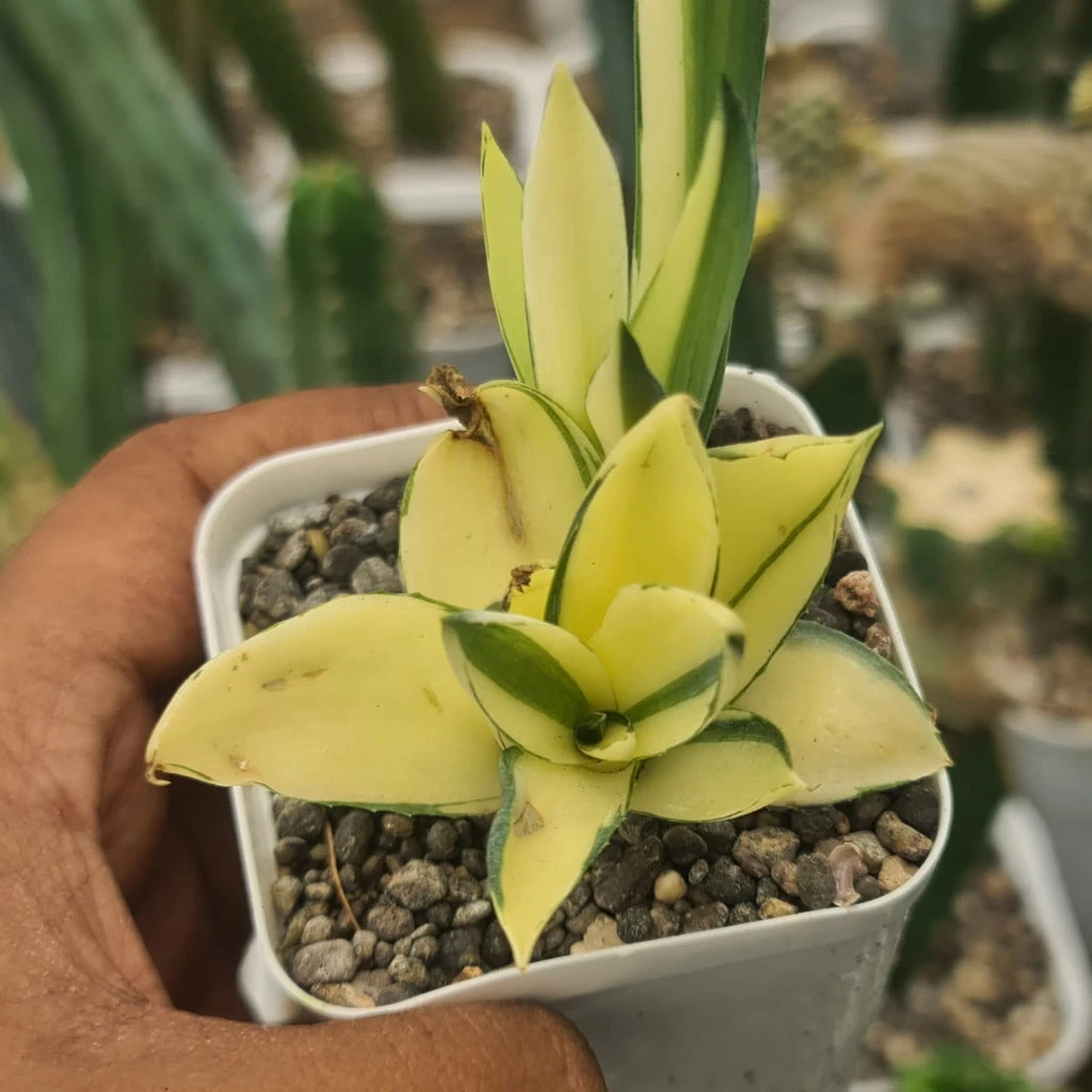 Agave Desmettiana 'Superstar' Cactus Plant 1 Agave Desmettiana 'Superstar' Cactus Plant