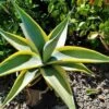 Agave Guiengola 'Marginata' – Variegated Succulent Plant