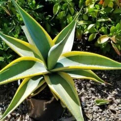 Agave Guiengola 'Marginata' – Variegated Succulent Plant