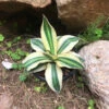 Agave Lophantha Superwhite Cactus Plant