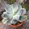 Agave Potatorum Bluewinds Plant