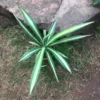 Agave Sisalana Mediopicta Plant