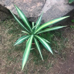 Agave Sisalana Mediopicta Plant