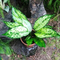 Aglaonema Costatum Plant 6 Aglaonema Costatum Plant -Plant Life Decor Shop AglaonemaCostatum 2