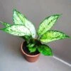 Aglaonema Costatum Plant