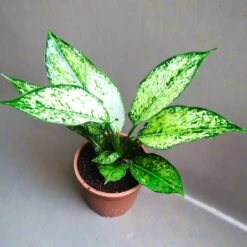 Aglaonema Costatum Plant