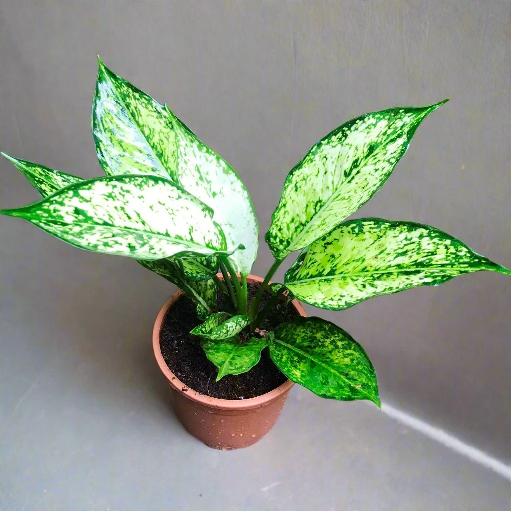 Aglaonema Costatum Plant 1 Aglaonema Costatum Plant