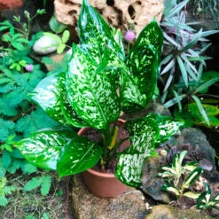 Aglaonema Green Plant -Plant Life Decor Shop AglaonemaGreen 1