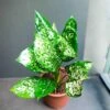 Aglaonema Green Plant