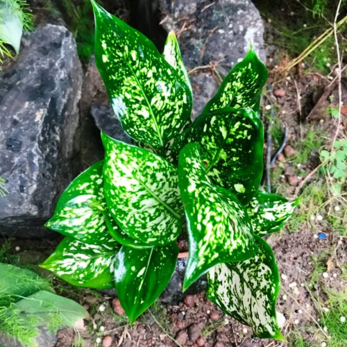 Aglaonema Green Plant 7 Aglaonema Green Plant -Plant Life Decor Shop AglaonemaGreen 4
