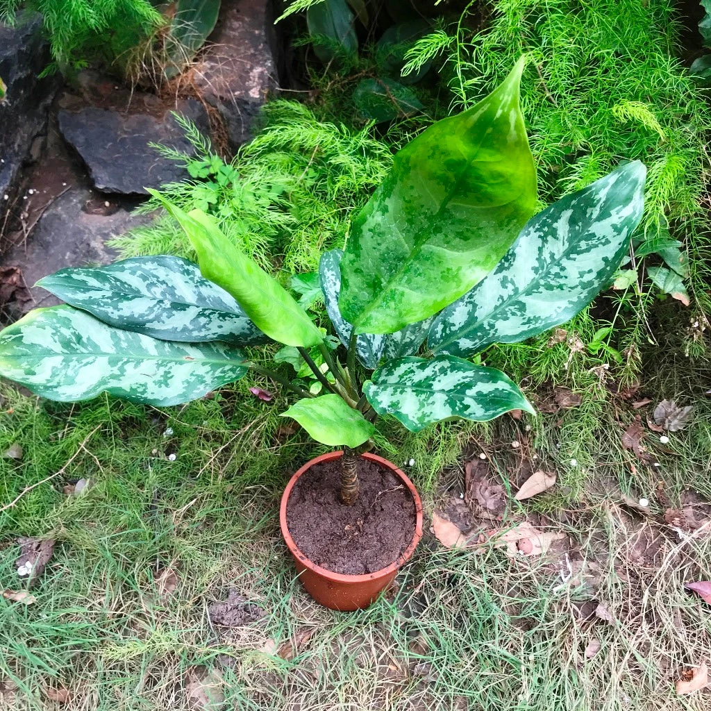 Aglaonema Emerald Beauty Plant 2 Aglaonema Emerald Beauty Plant - Image 2