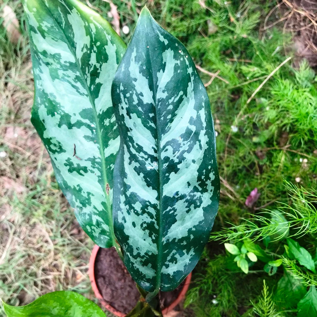 Aglaonema Emerald Beauty Plant 4 Aglaonema Emerald Beauty Plant - Image 4
