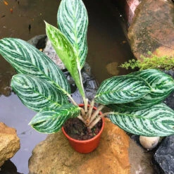 Aglaonema Moonlight Bay Plant -Plant Life Decor Shop AglaonemaMoonlightBay 1