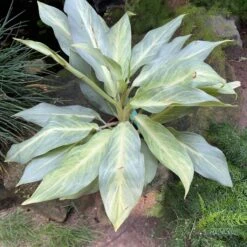 Aglaonema 'Ghost' Plant -Plant Life Decor Shop Aglaonema Ghost