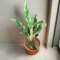Aglaonema Juliette Plant