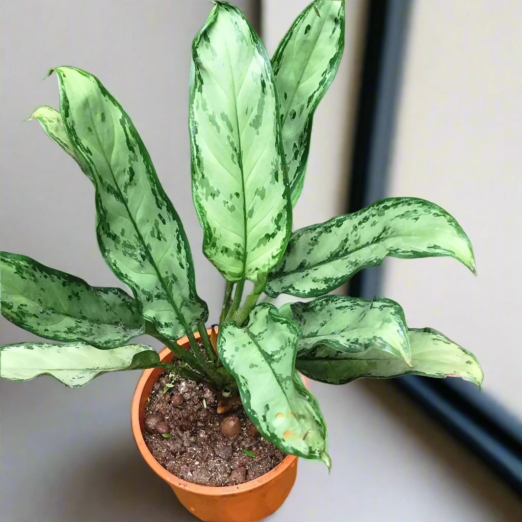 Aglaonema Silver Bay Plant 1 Aglaonema Silver Bay Plant