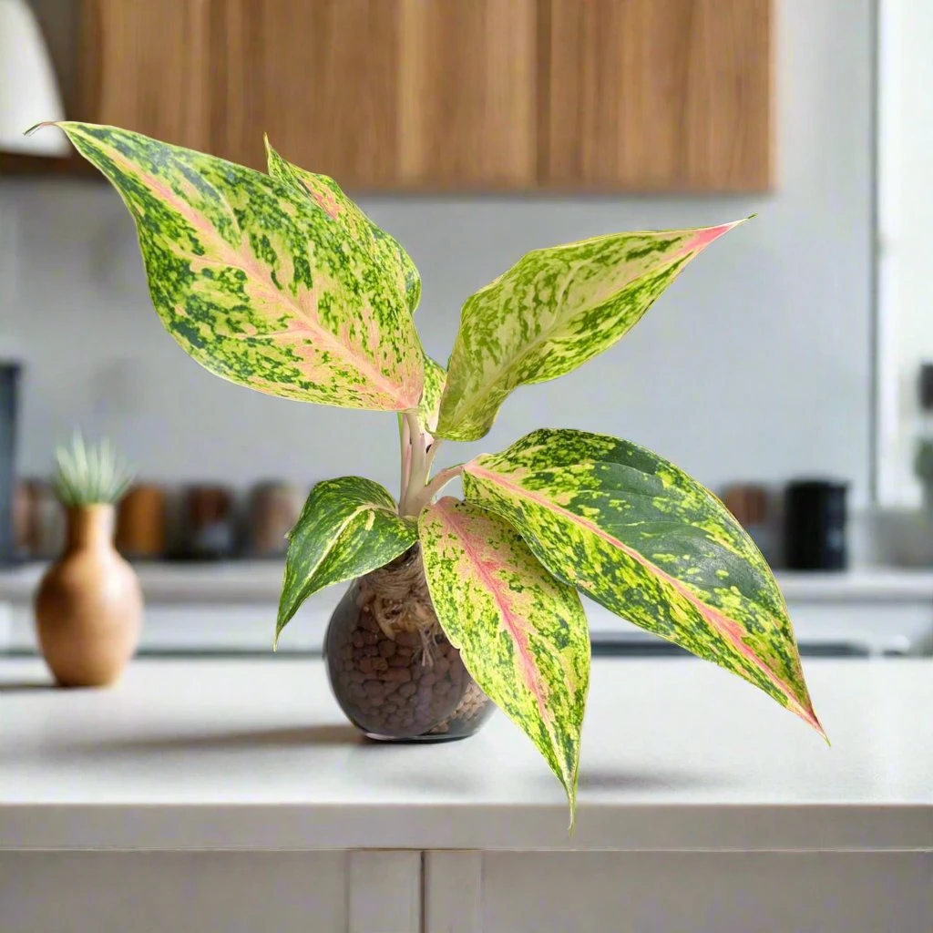 Aglaonema Rotundum 'Cleopatra' Terrarium Kit 1 Aglaonema Rotundum 'Cleopatra' Terrarium Kit