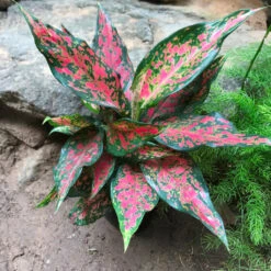 Aglaonema Rotundum Anjamanee Plant