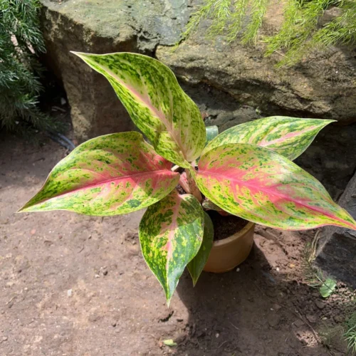 Aglaonema Rotundum 'Cleopatra' Plant -Plant Life Decor Shop AglonemaCleopatra 6616c474 65df 483d b4dc 5c157b294961