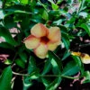 Allamanda Cathartica Chocolate Cream Plant