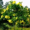 Allamanda Cathartica Hendersonii Plant