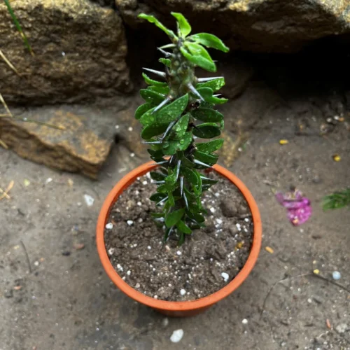 Alluaudia Procera Madagascar Ocotillo Cactus Plant 9 Alluaudia Procera Madagascar Ocotillo Cactus Plant -Plant Life Decor Shop AlluaudiaProceraMadagascarOcotillo 2