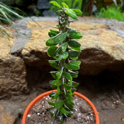 Alluaudia Procera Madagascar Ocotillo Cactus Plant 8 Alluaudia Procera Madagascar Ocotillo Cactus Plant -Plant Life Decor Shop AlluaudiaProceraMadagascarOcotillo