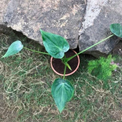 Alocasia Cucullata Hooded Dwarf Plant -Plant Life Decor Shop Alocasiacucullata HoodedDwarf 2