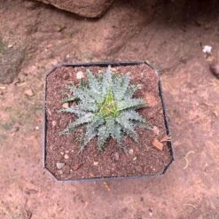 Aloe Pepe Succulent Plant -Plant Life Decor Shop AloePepe 1