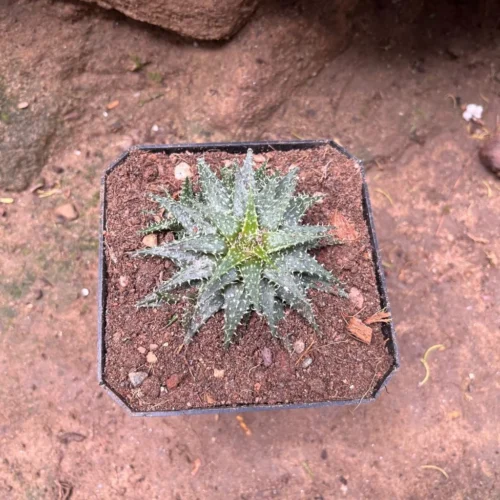 Aloe Pepe Succulent Plant -Plant Life Decor Shop AloePepe 1