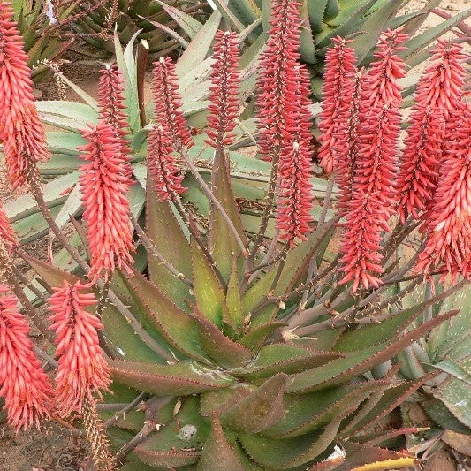 Aloe Carmine Succulent Plant 2 Aloe Carmine Succulent Plant - Image 2