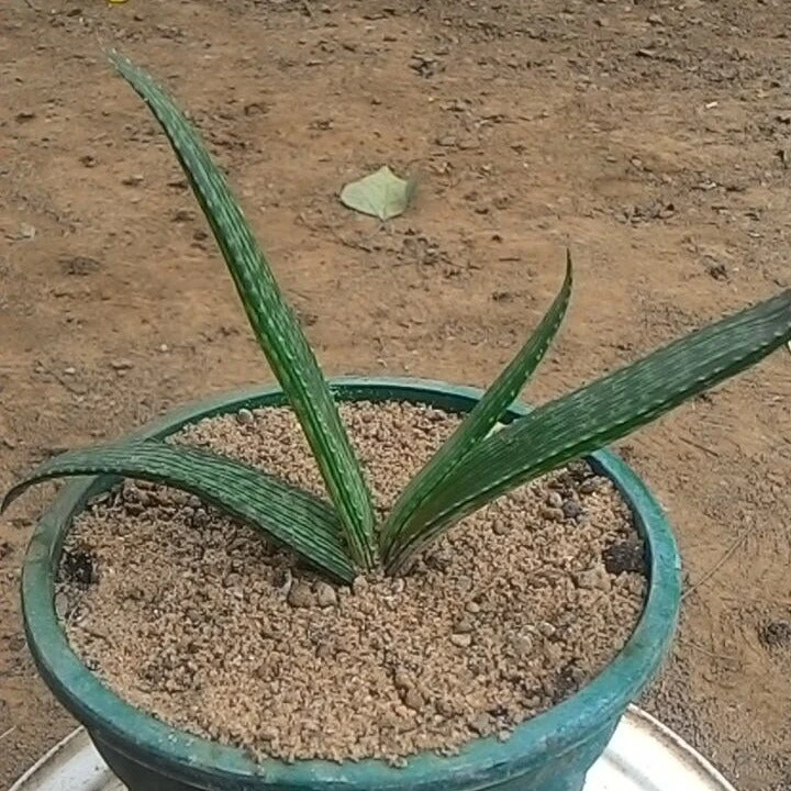 Aloe Pirottae Succulent Plant 1 Aloe Pirottae Succulent Plant