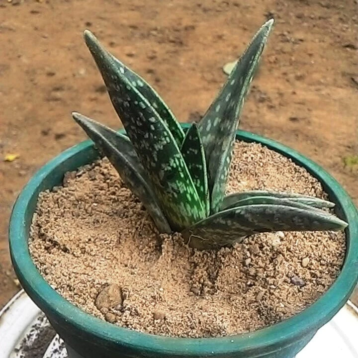 Aloe Variegata Succulent Plant 2 Aloe Variegata Succulent Plant - Image 2