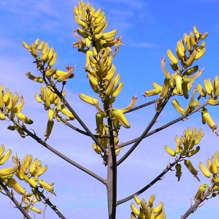 Aloe Pirottae Succulent Plant 3 Aloe Pirottae Succulent Plant - Image 3