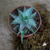 Aloe Rauhii Succulent Plant
