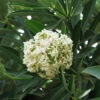 Saptaparna - Alstonia Scholaris