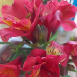 Alstroemeria 'Red Baron' (Bulbs)