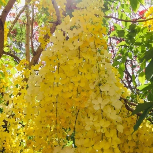 Cassia Fistula Golden Shower Plant -Plant Life Decor Shop Amaltas Golden Shower Tree. Cassia fistula 3