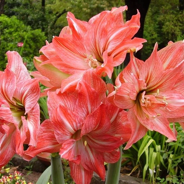 Amaryllis Lady Jane (Bulbs) 1 Amaryllis Lady Jane (Bulbs)