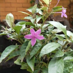 Amethyst Stars Plant -Plant Life Decor Shop Amethyst star 1