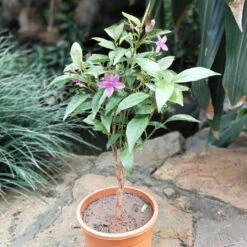 Amethyst Stars Plant -Plant Life Decor Shop Amethyst star 2