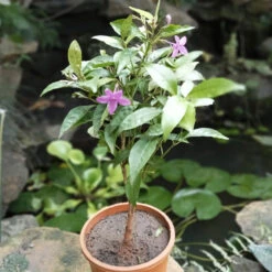 Amethyst Stars Plant -Plant Life Decor Shop Amethyst star 3