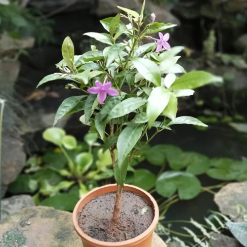 Amethyst Stars Plant 13 Amethyst Stars Plant -Plant Life Decor Shop Amethyst star 3