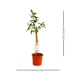 Amethyst Stars Plant -Plant Life Decor Shop Amethyst star 5 872f2cd3 a0d3 44f1 9e4e 81c213ac3487