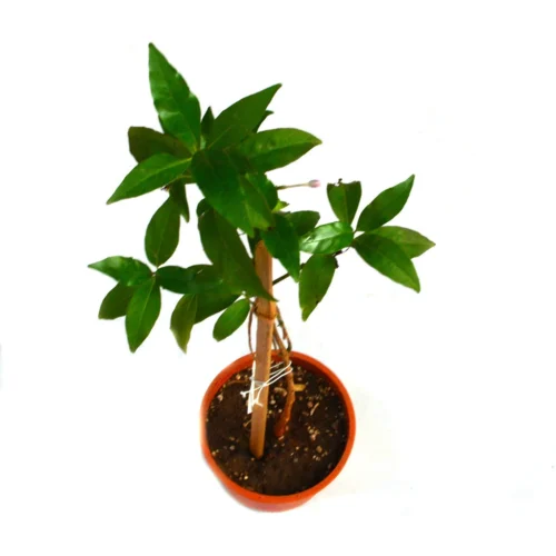 Amethyst Stars Plant 15 Amethyst Stars Plant -Plant Life Decor Shop Amethyst star 6