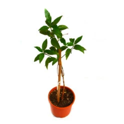 Amethyst Stars Plant -Plant Life Decor Shop Amethyst star 7