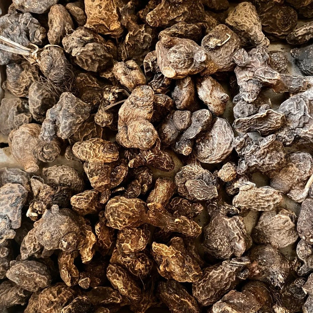 Anemone The Governor (Bulbs) 2 Anemone The Governor (Bulbs) - Image 2