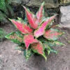 Aglaonema Rotundum 'Anjamanee Tropica' Plant