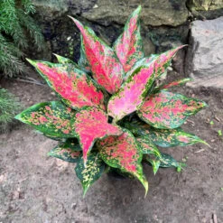 Aglaonema Rotundum 'Anjamanee Tropica' Plant