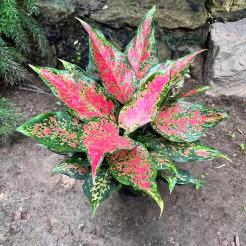 Aglaonema Rotundum 'Anjamanee Tropica' Plant